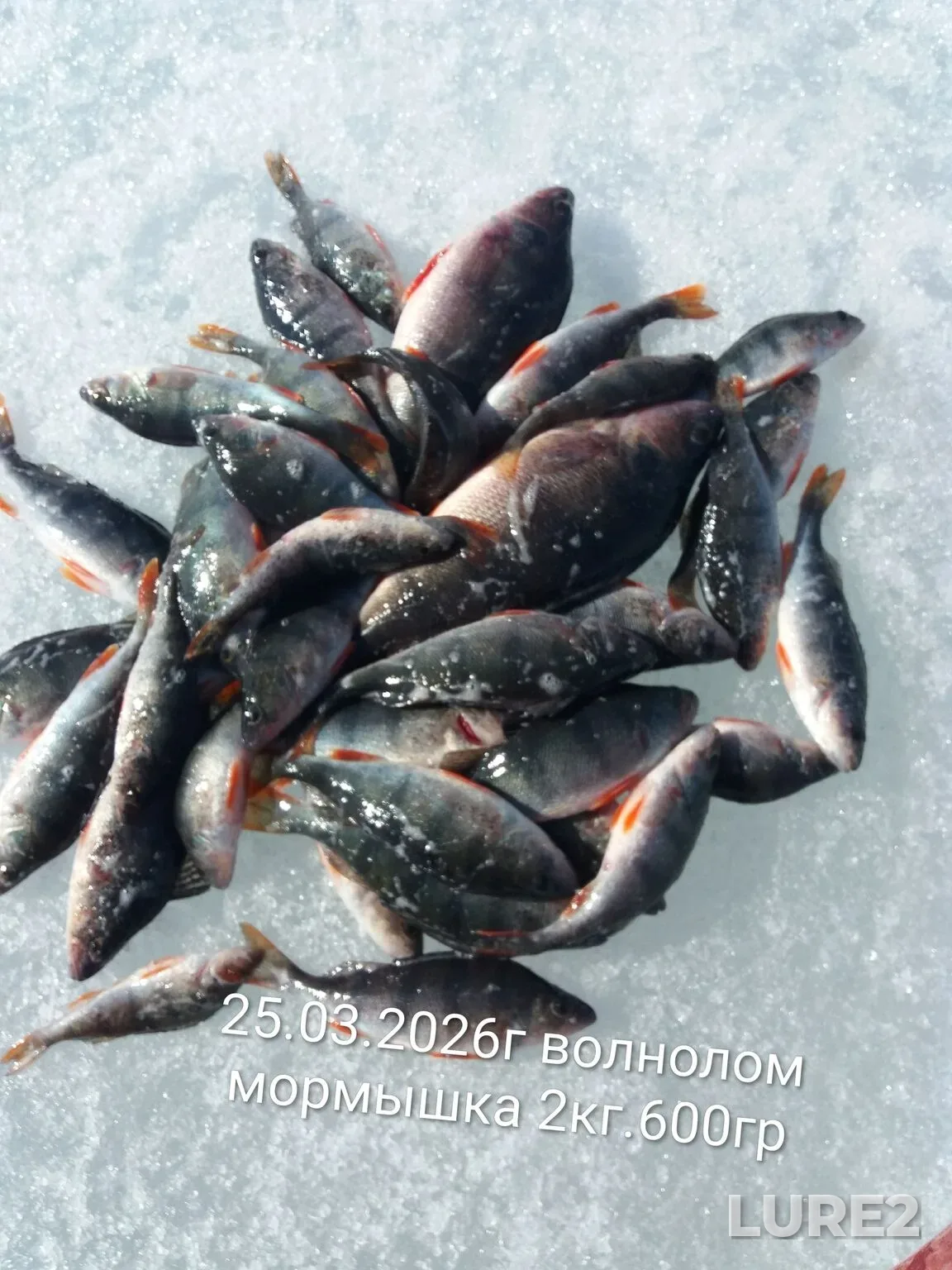 Perch — Kuybyshevskoye, Apr 09, 5:54 PM
