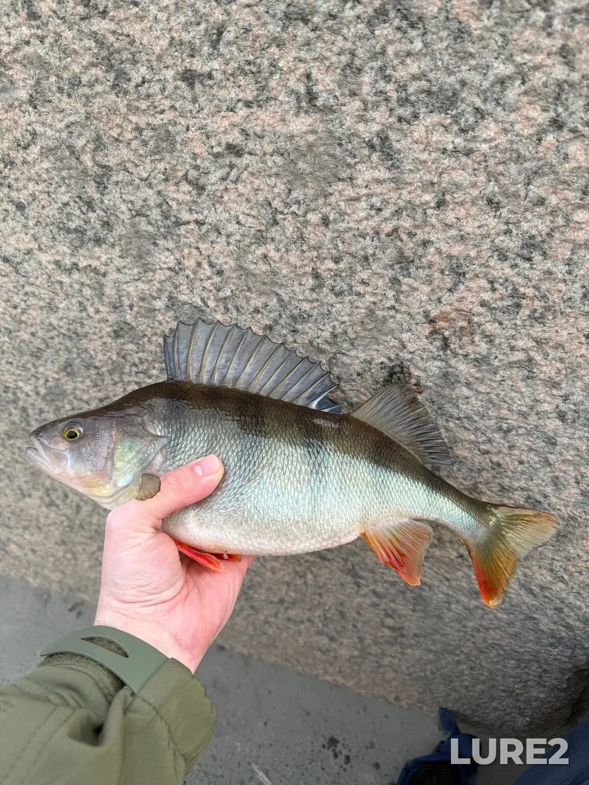 Perch, Zander — Bolshaya Nevka, Apr 09, 7:19 PM