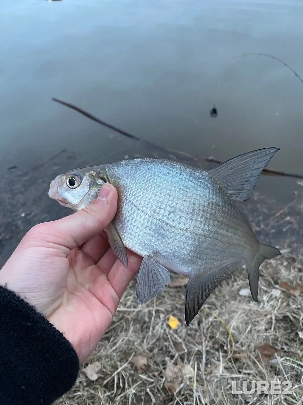 Bream, White bream — Tura, Apr 10, 12:00 AM