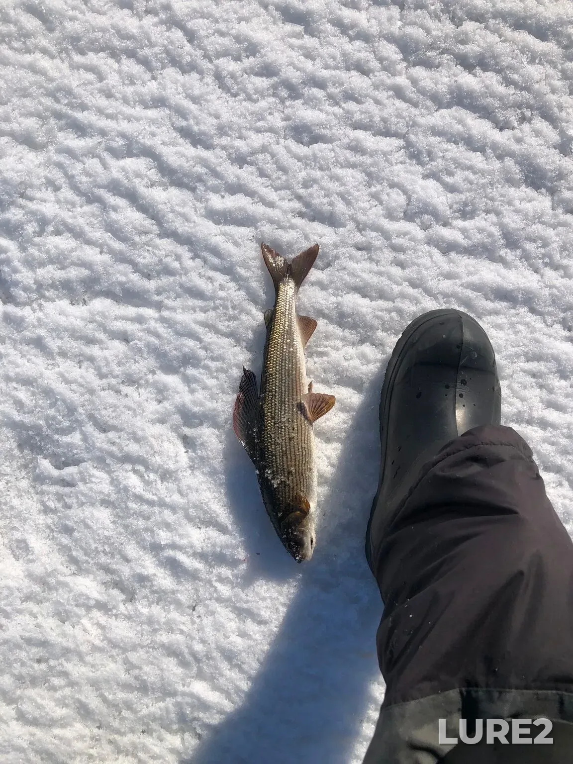 Grayling — Umbozero, Apr 10, 12:44 AM