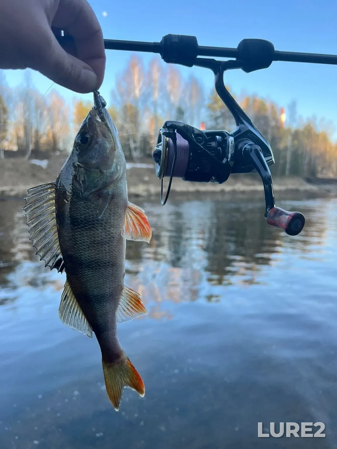 Perch — (zaliv) Keshka, Apr 10, 1:34 AM