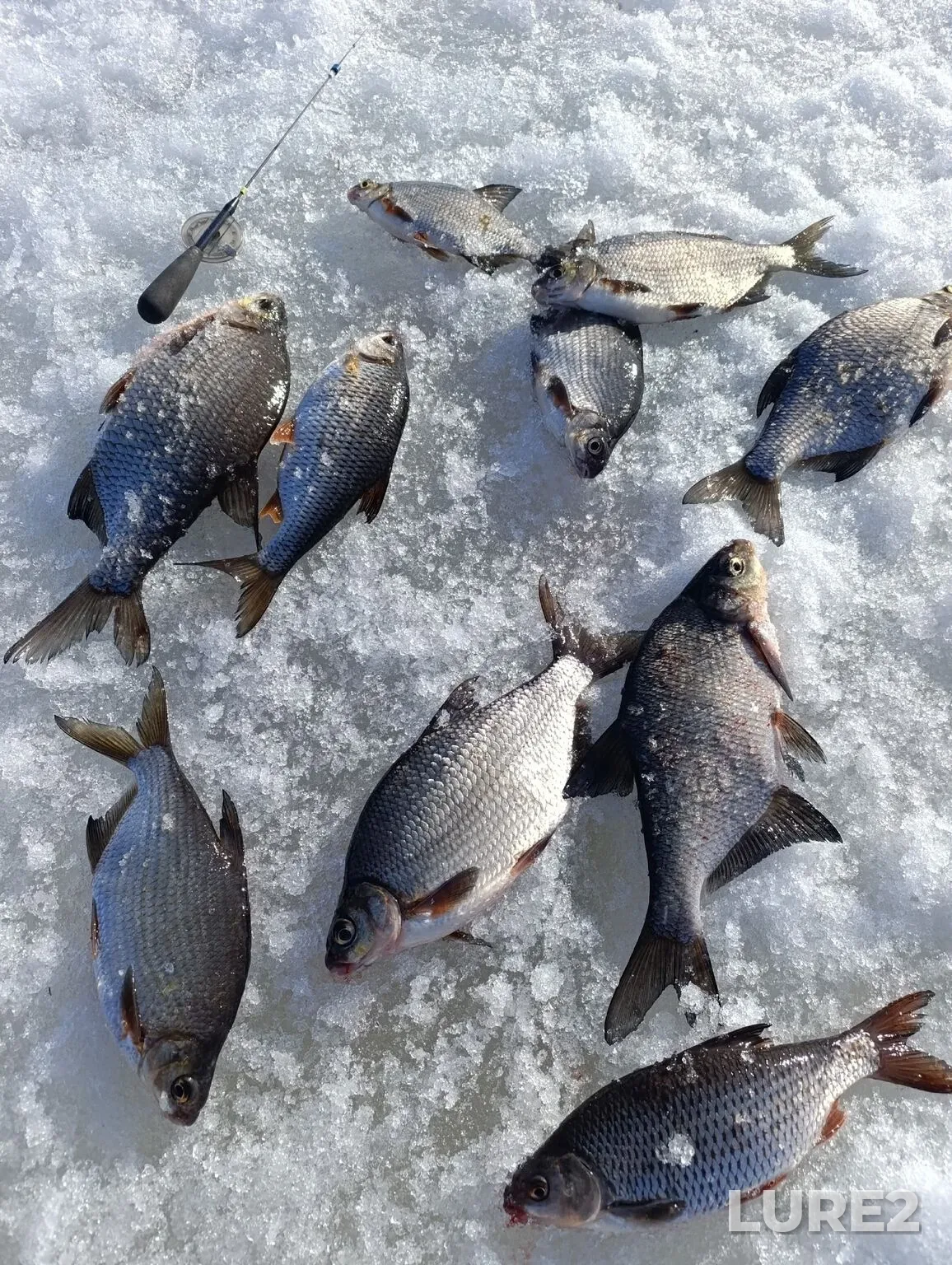 Roach, White bream — Rybinskoye, Apr 10, 3:04 AM