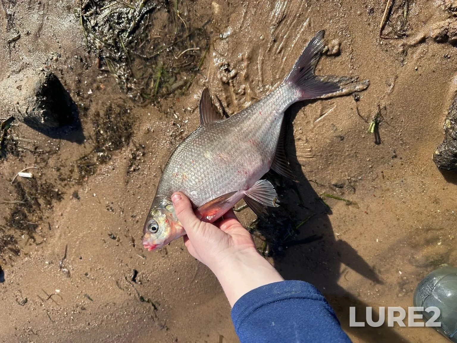 Bream, White bream — Desnogorskoye, Apr 10, 5:23 AM