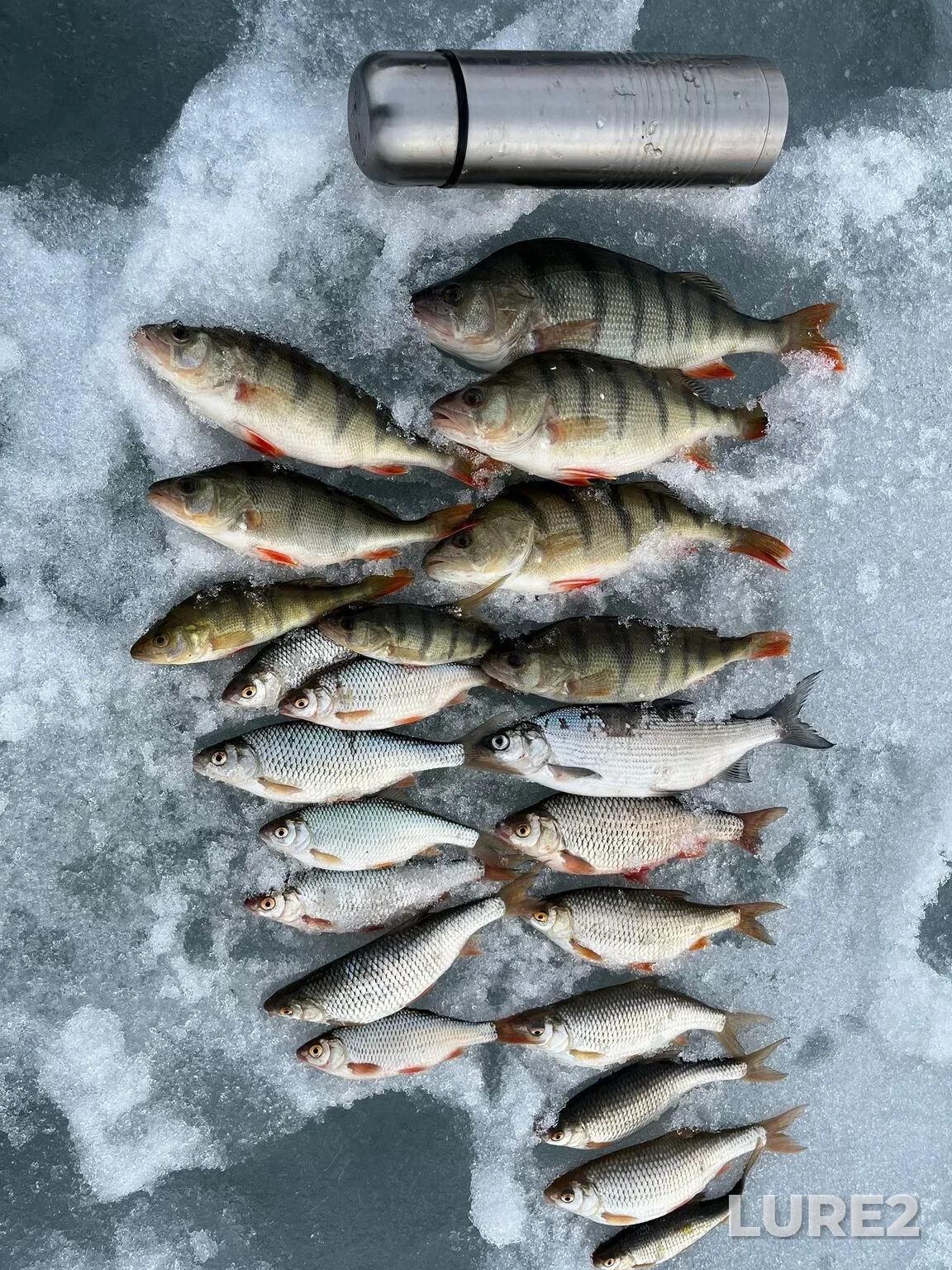 Perch — Aslikul, Apr 10, 12:30 PM