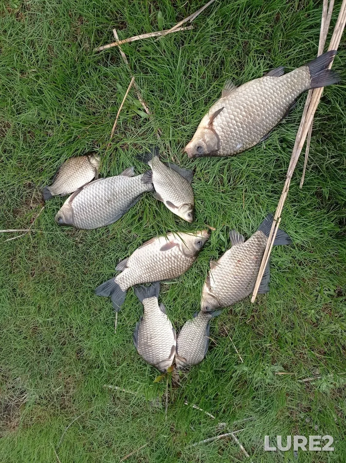 Crucian carp — Varvarovskoye, Apr 10, 3:12 PM