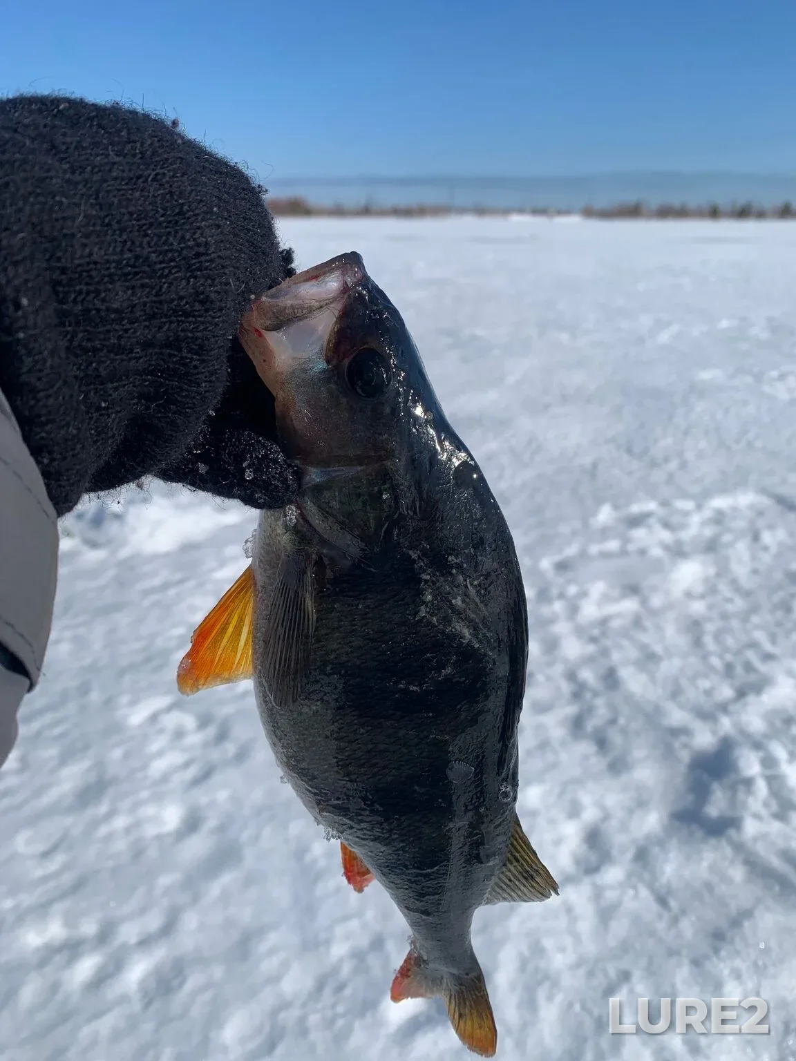 Perch — Beloye, Apr 11, 2:49 PM