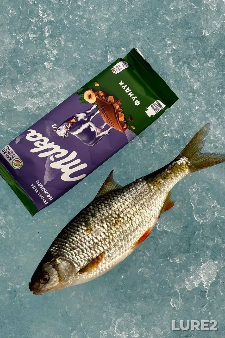 Roach — Shakshinskoye, Apr 11, 11:47 PM