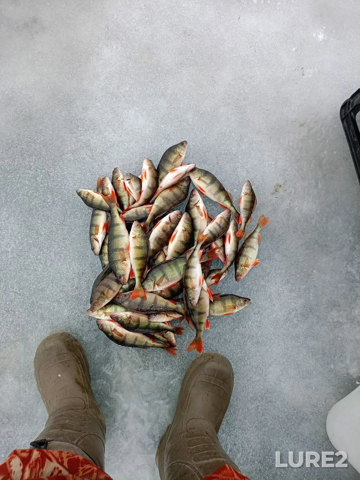 Perch — Arakhley, Apr 12, 11:13 PM