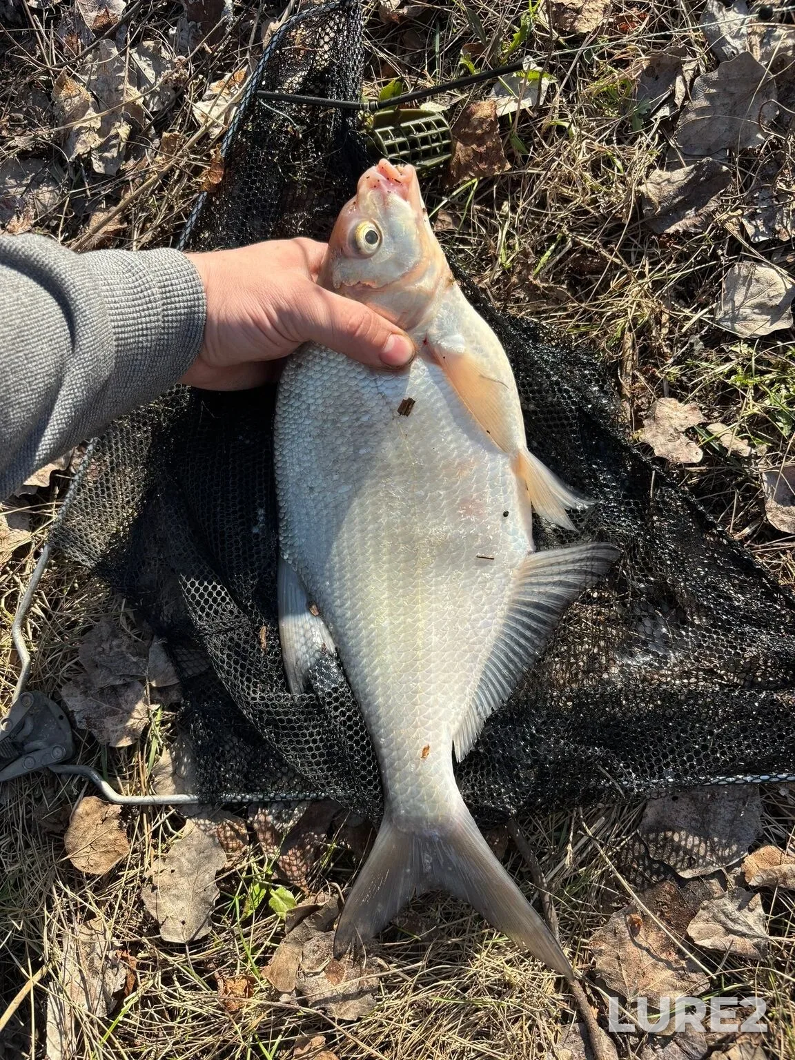 Bream, Roach — Bolshoy Kinel, Apr 15, 11:54 AM
