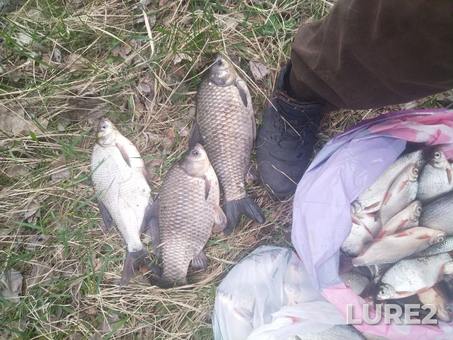 Crucian carp, Roach — Kuybyshevskoye, May 07, 7:11 PM