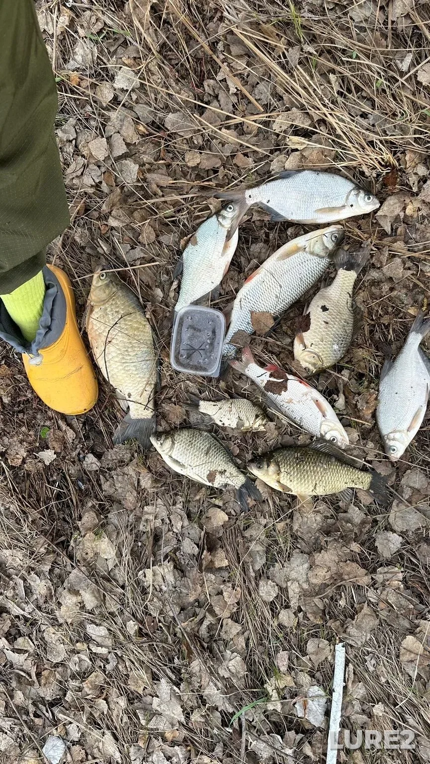 Crucian carp — Kamyshlovka, May 08, 8:14 AM
