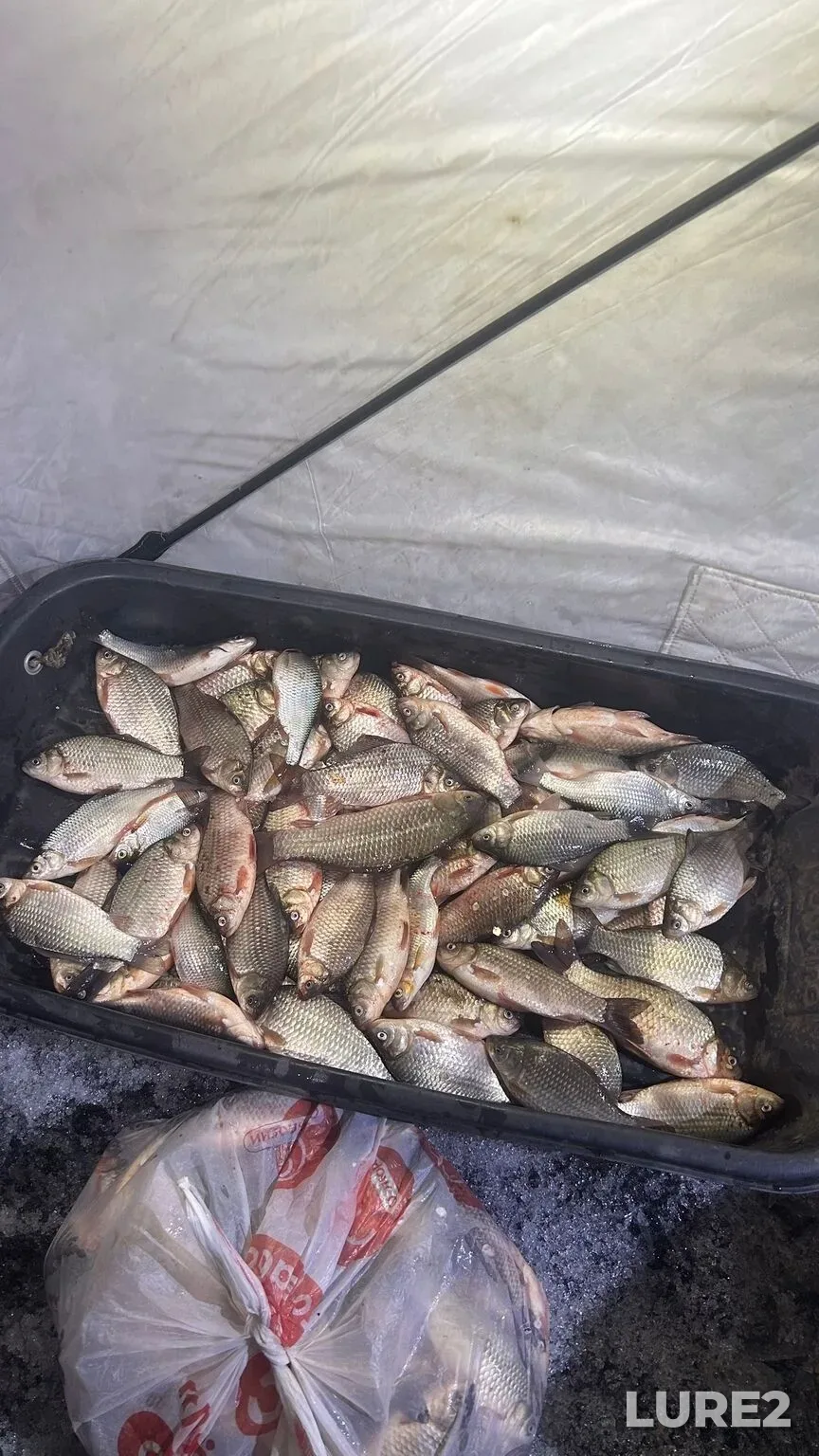 Crucian carp — Bratskoye, May 08, 8:59 AM