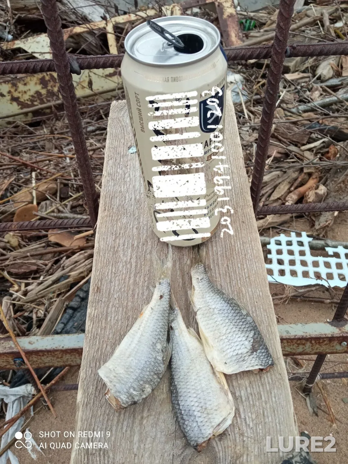 Carp, Perch — Severnaya Dvina, May 08, 12:58 PM