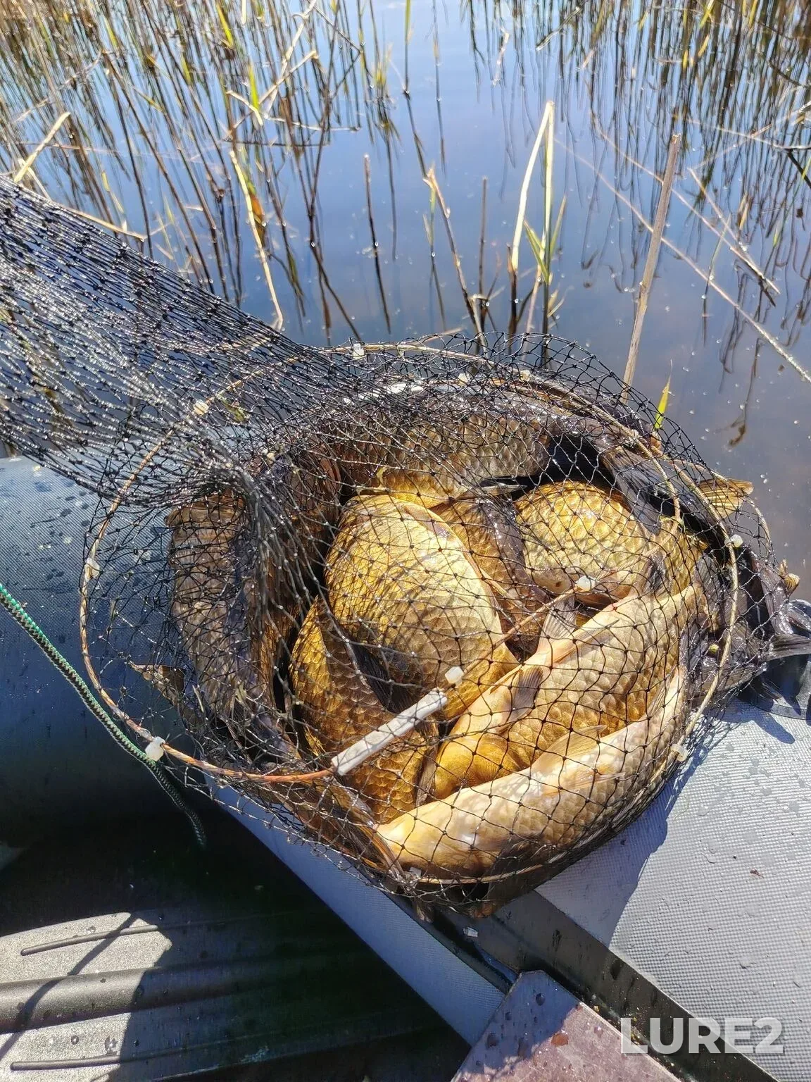Crucian carp — Kamyshnoye, May 08, 2:34 PM