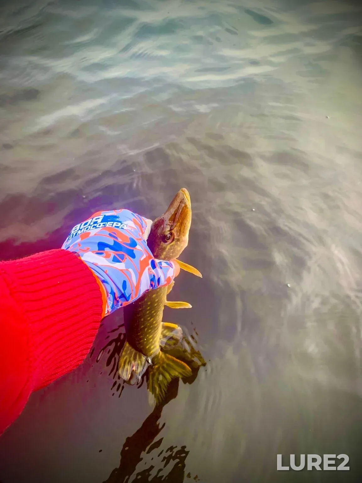 Carp, Crucian carp — Chelokhovskoye, May 09, 3:02 AM