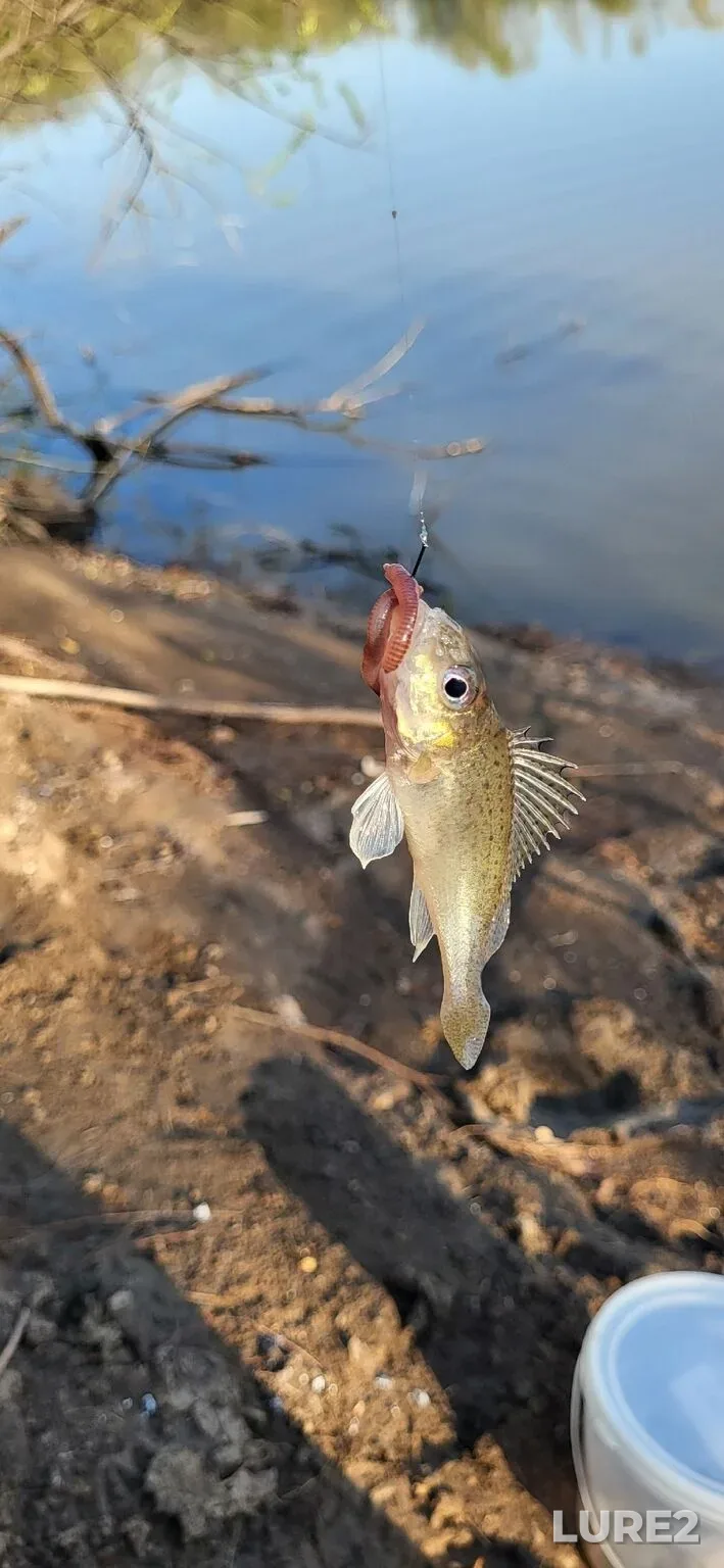 Bream, Carp — Sipaylovskiy karyer, May 09, 4:23 PM
