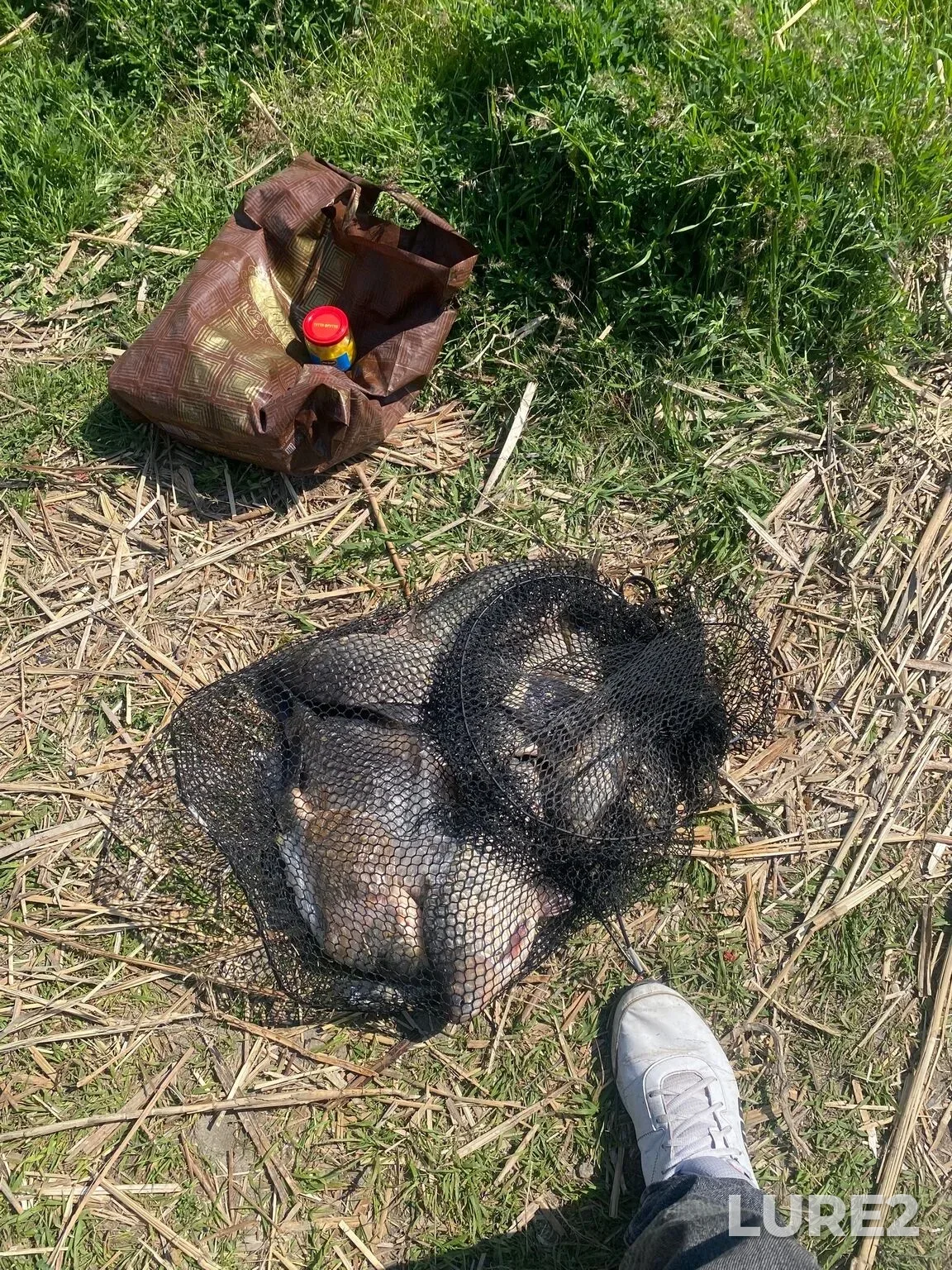 Crucian carp — yerik Dugino, May 10, 2:43 AM