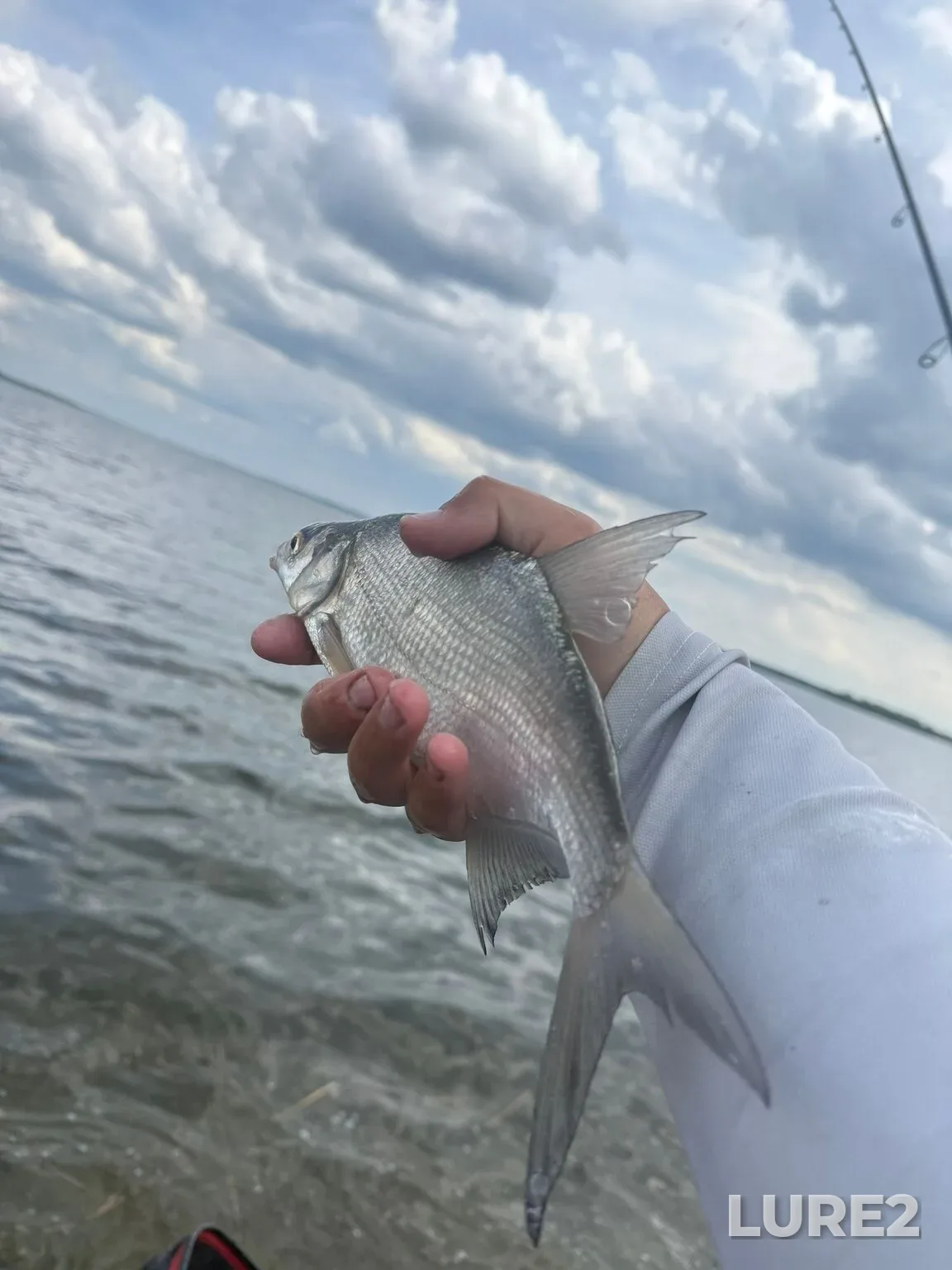 Bleak, Bream — Matyrskoye, May 11, 4:01 PM