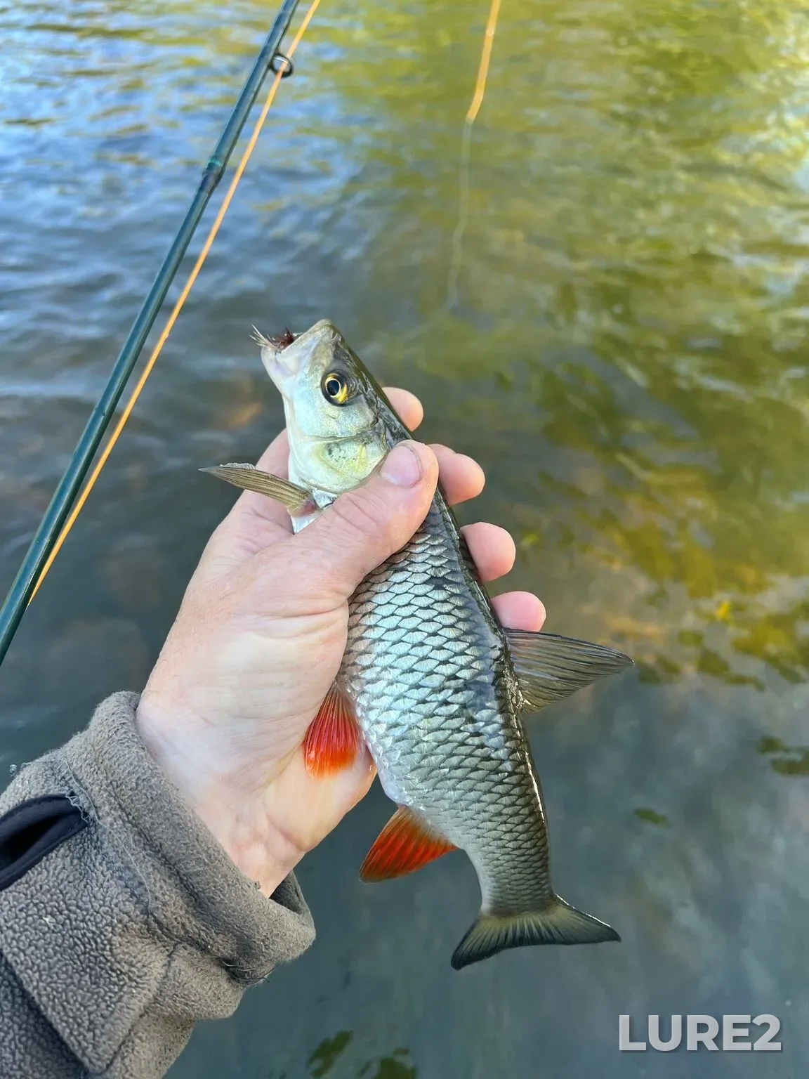 Chub, Roach — Węgorapa / Angrapa, May 11, 8:27 PM
