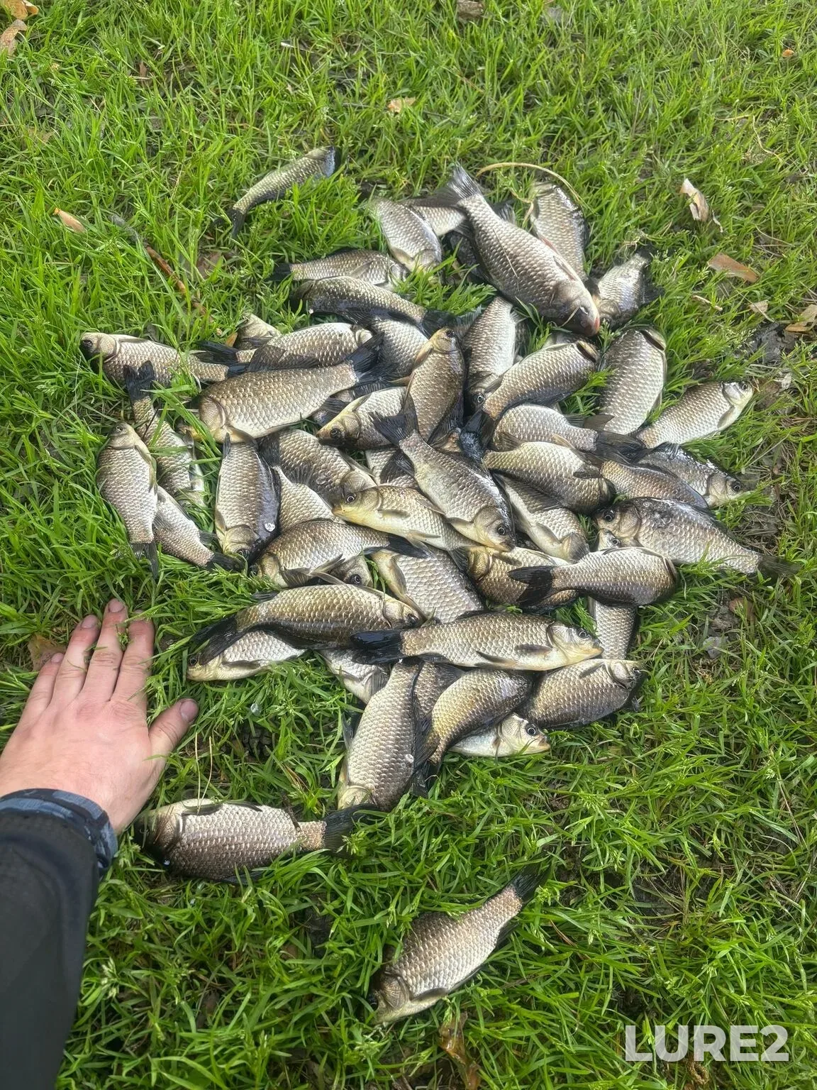 Crucian carp — Ipkul, May 16, 2:53 AM