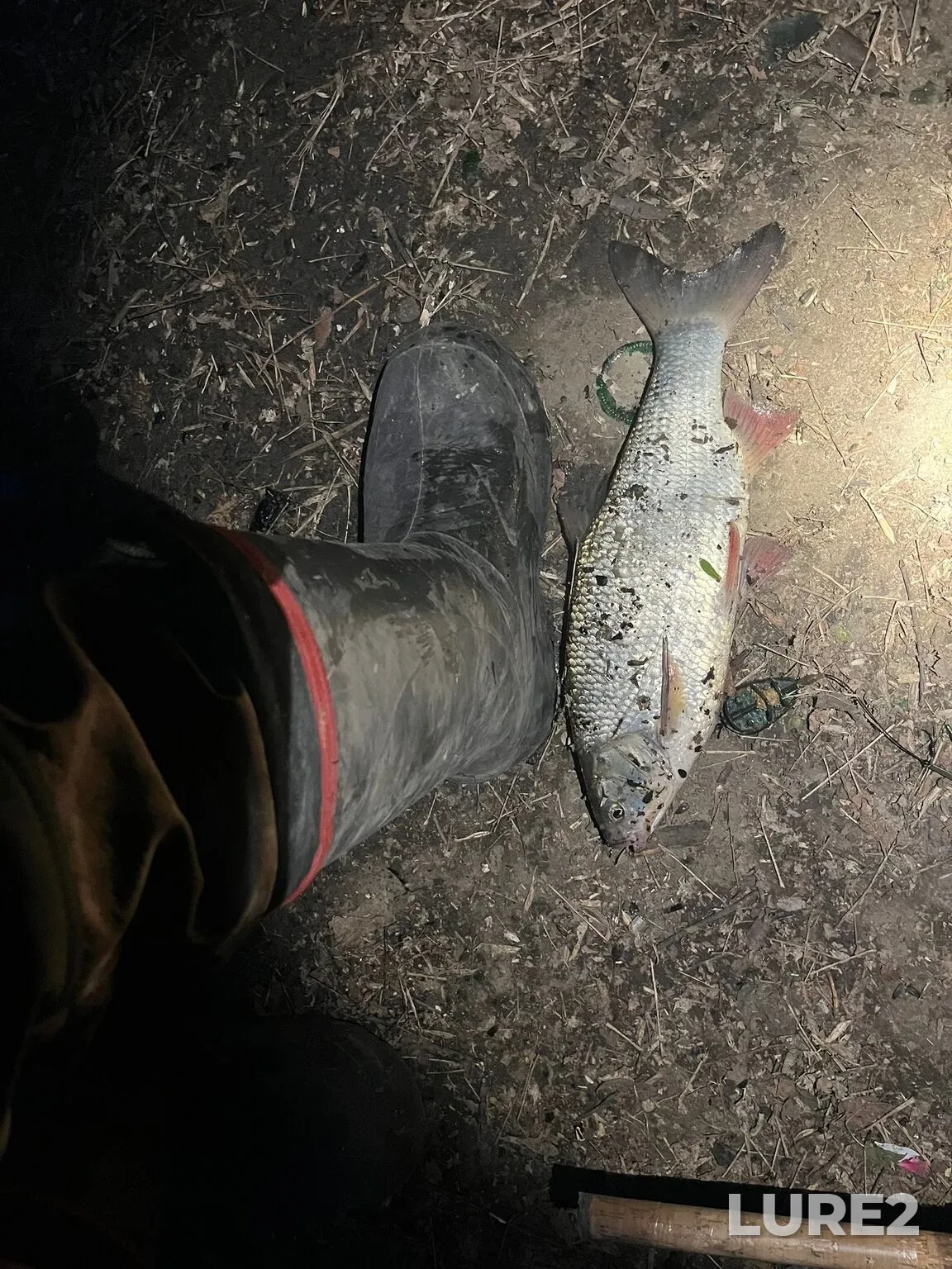 Crucian carp — Om, May 16, 10:47 PM
