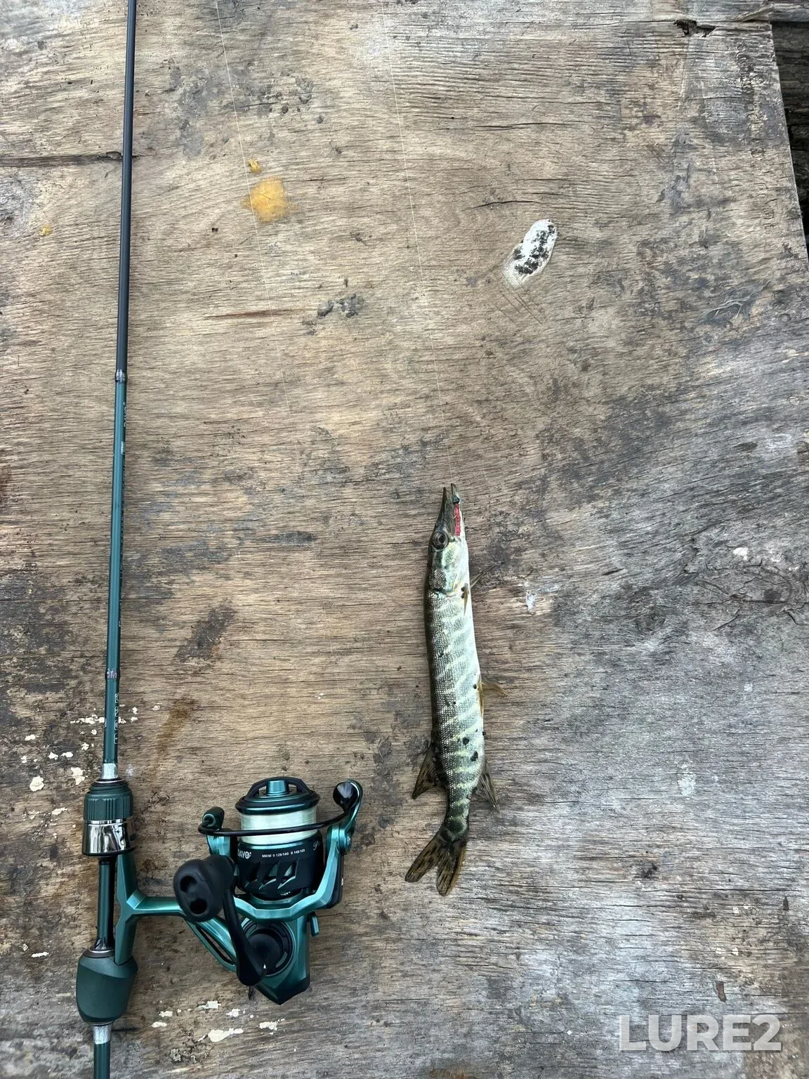 Pike, Roach — Cheboksarskoye, May 17, 2:33 AM