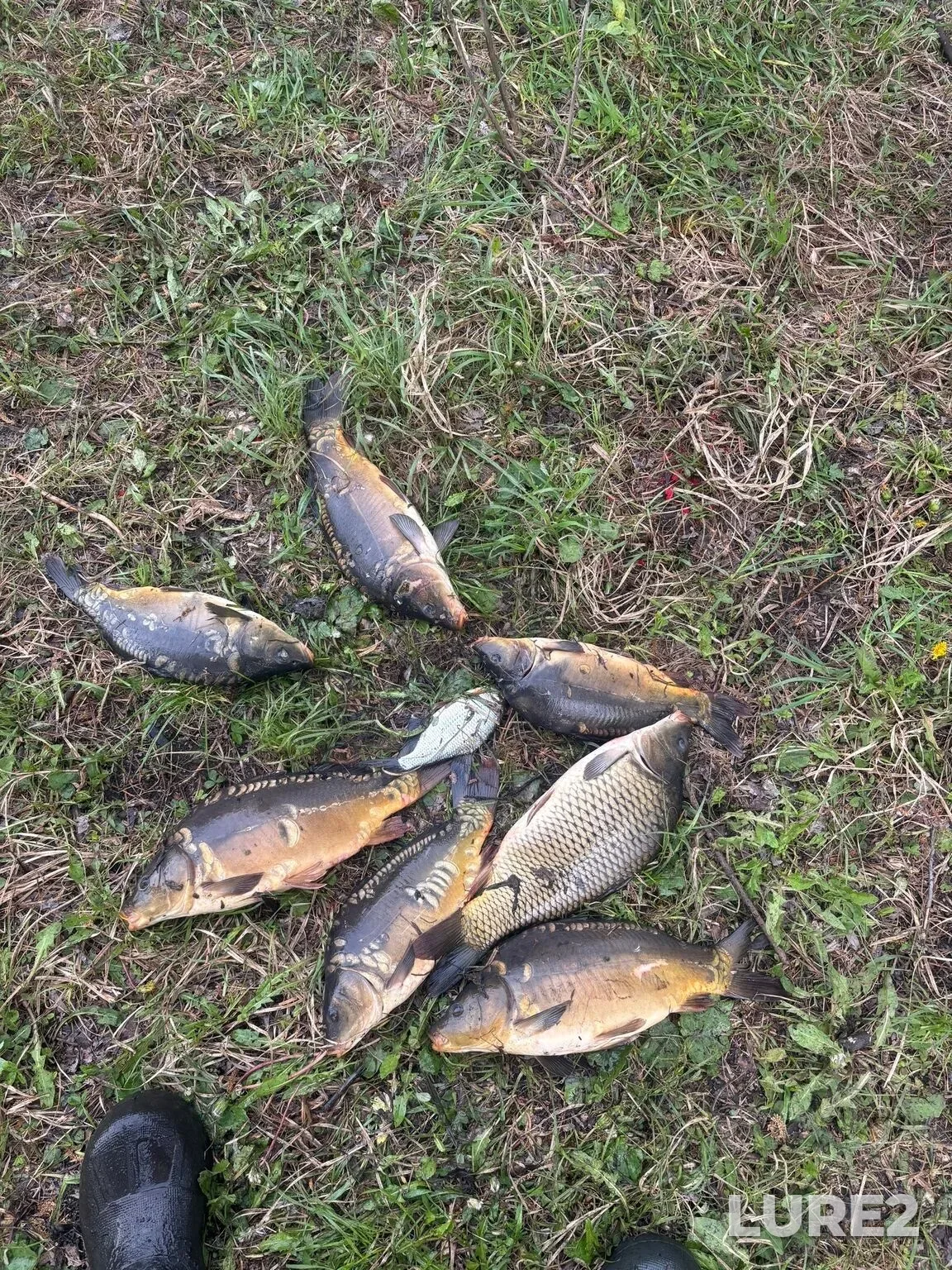 Carp — Perlyovskiy, May 18, 11:57 PM