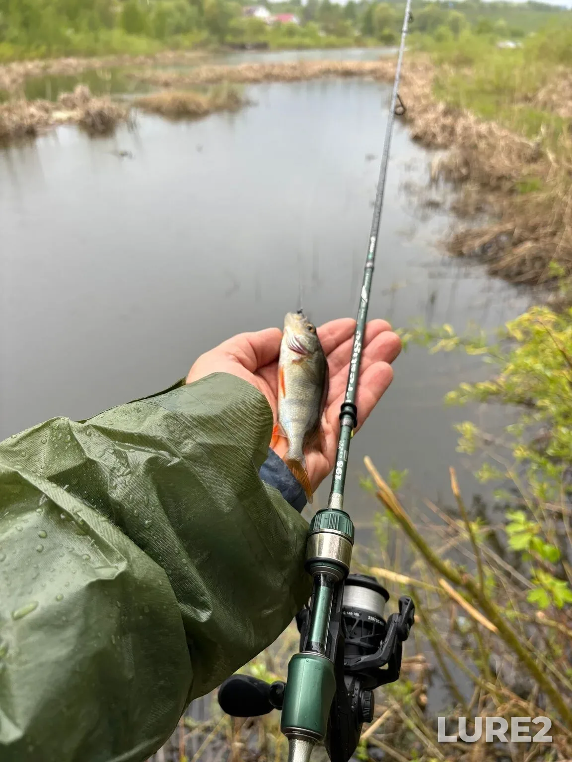 Perch, Roach — Zolotoye, May 20, 3:01 PM