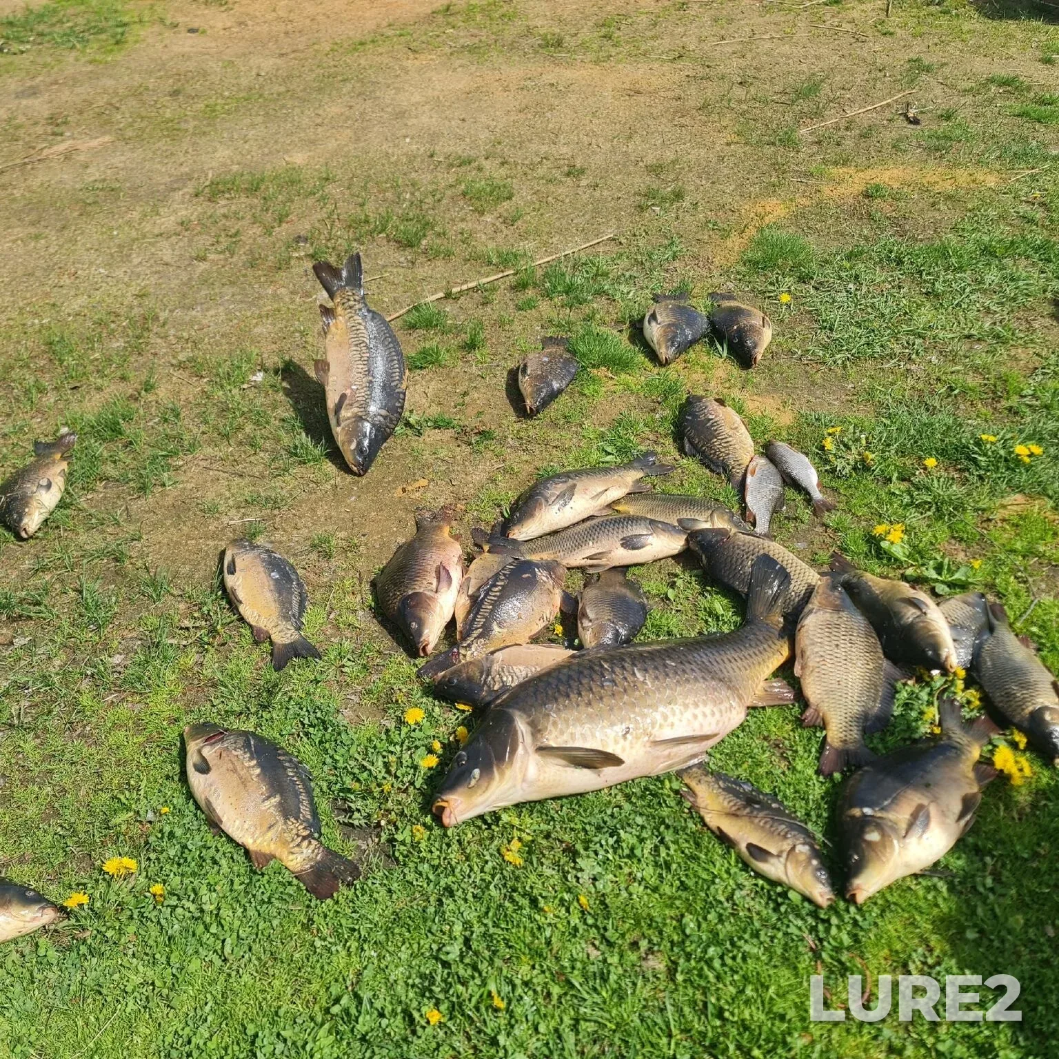 Carp — Nikolaveskiy platnik, May 21, 6:20 AM
