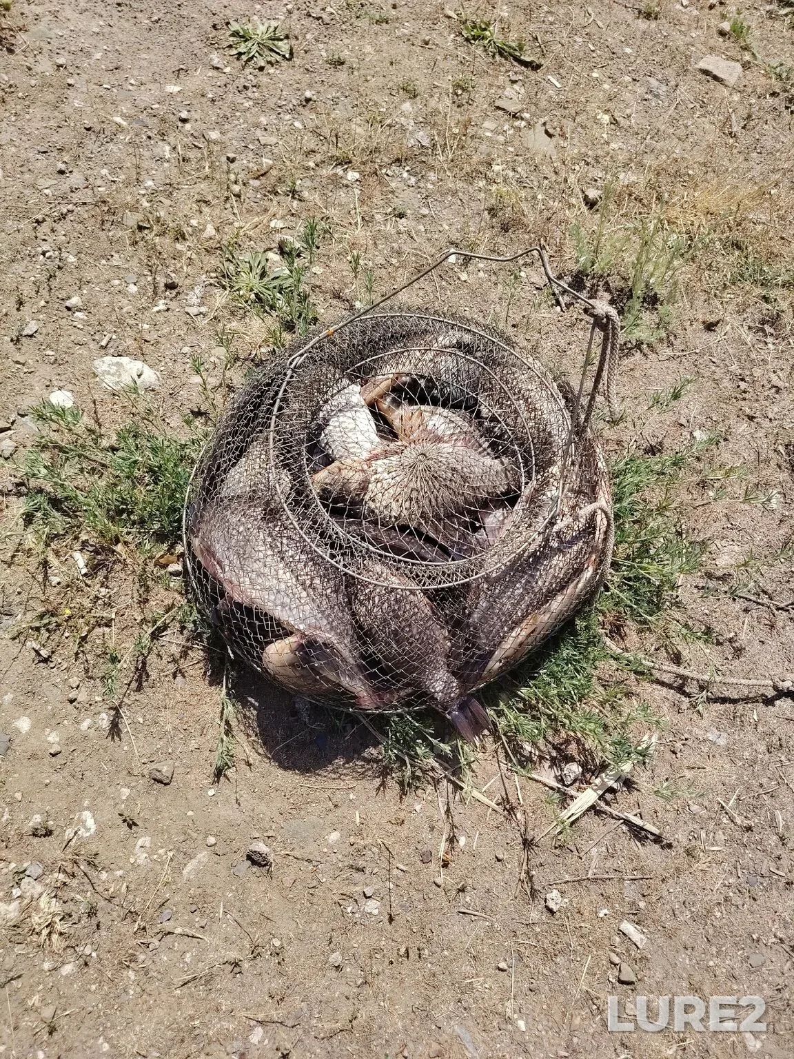 Carp, Crucian carp — Tsimlyanskoye, May 21, 2:26 PM