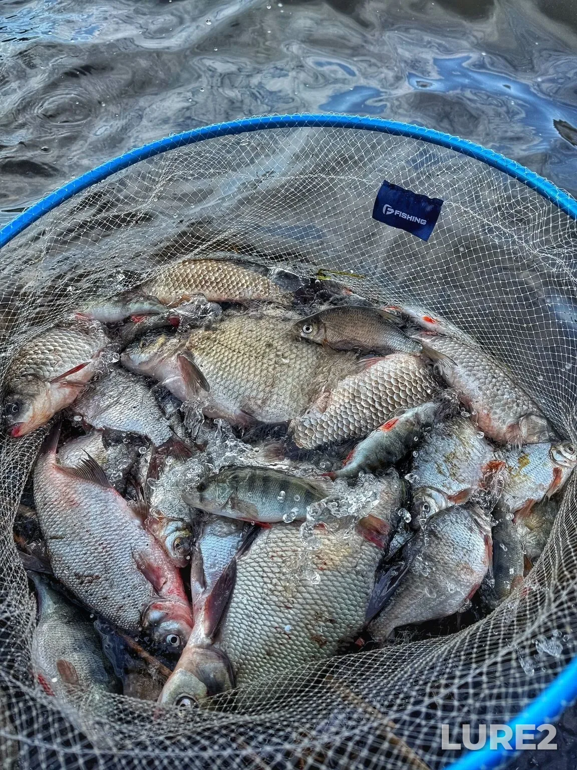 Bream, Crucian carp — Novomichurinskoye, May 22, 3:31 PM