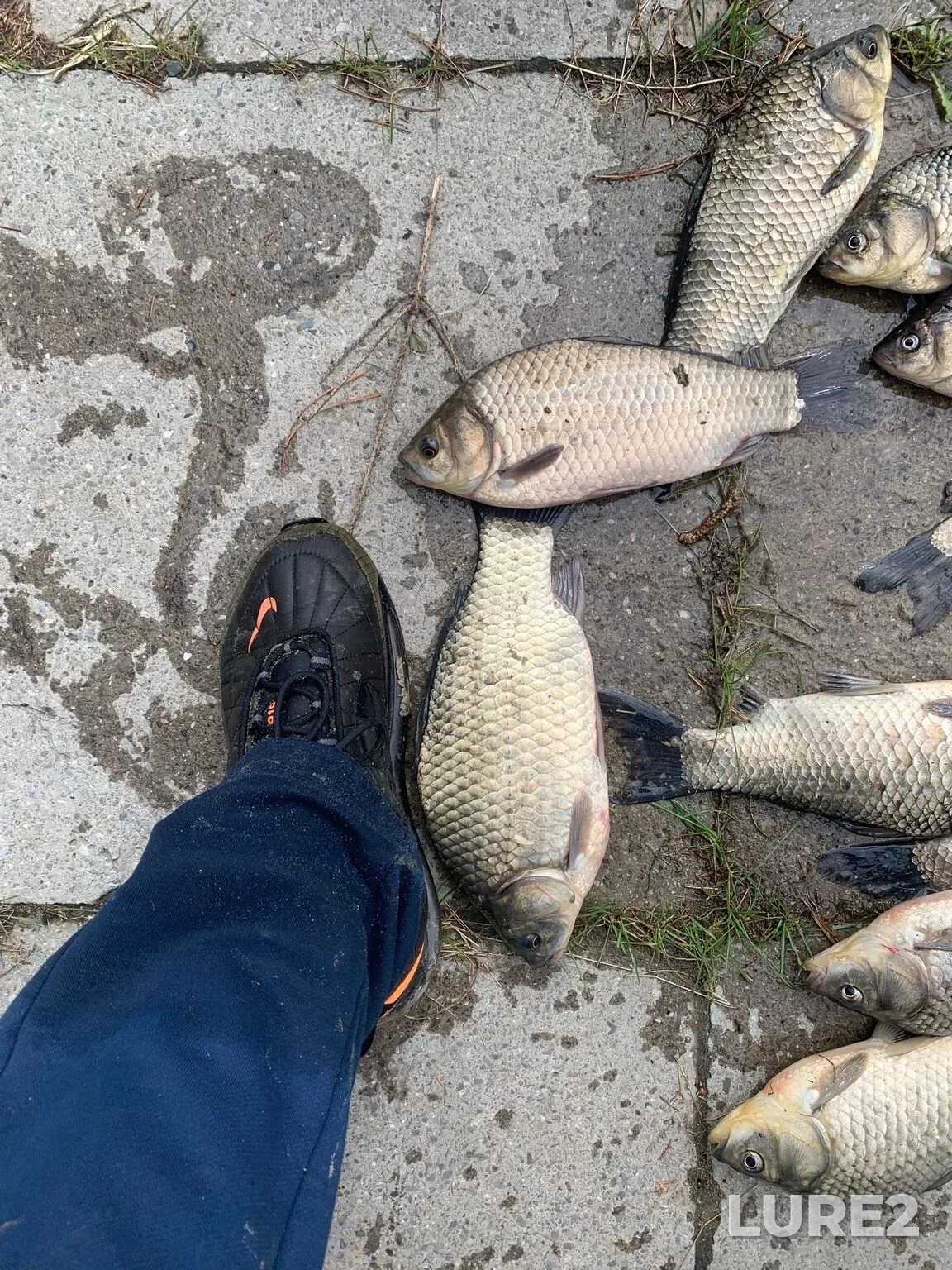 Crucian carp — Irtysh, May 23, 8:28 AM