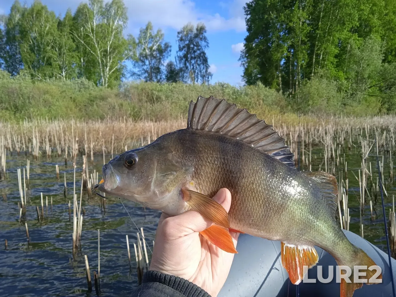 Carp, Perch — Bolshecheremshanskoye, May 23, 8:51 AM