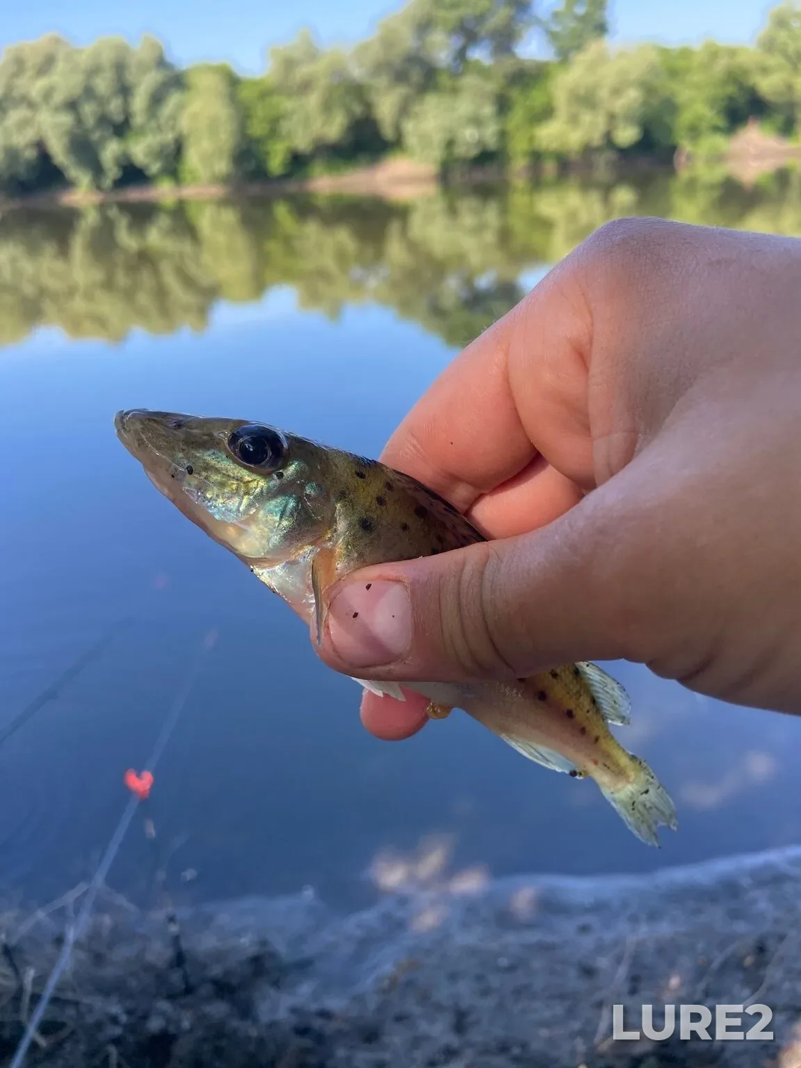 Carp, Crucian carp — Voronezhskoye, Jun 14, 6:12 AM