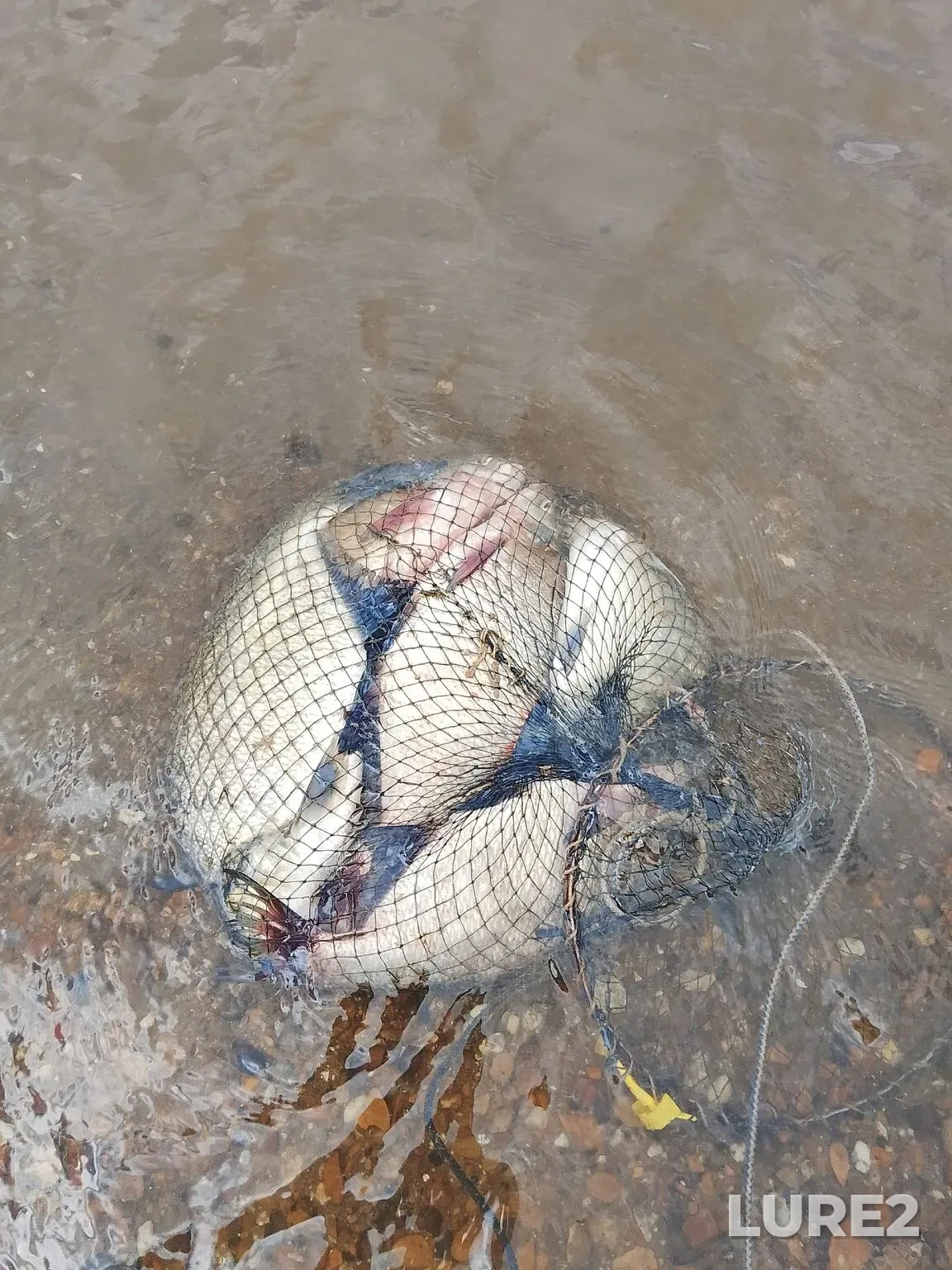 Bream, Crucian carp — Belaya, Jun 15, 4:35 AM