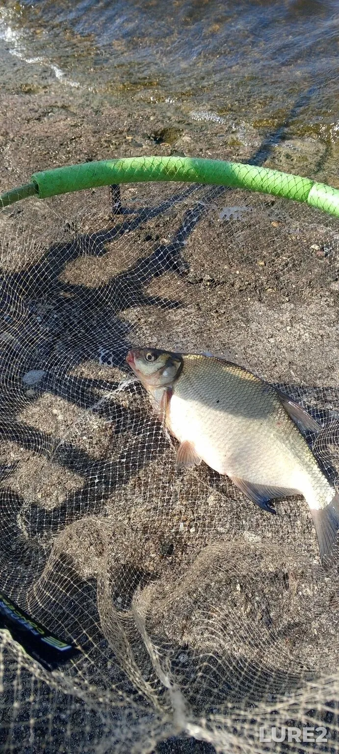 Bream, Roach — Gorkovskoye, Jun 15, 5:02 AM