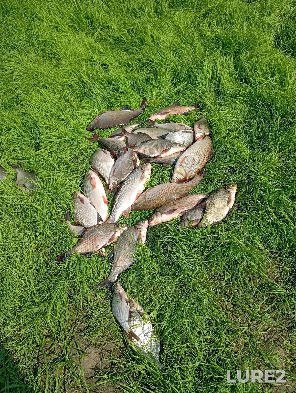 Crucian carp — Irtysh, Jun 24, 1:13 PM