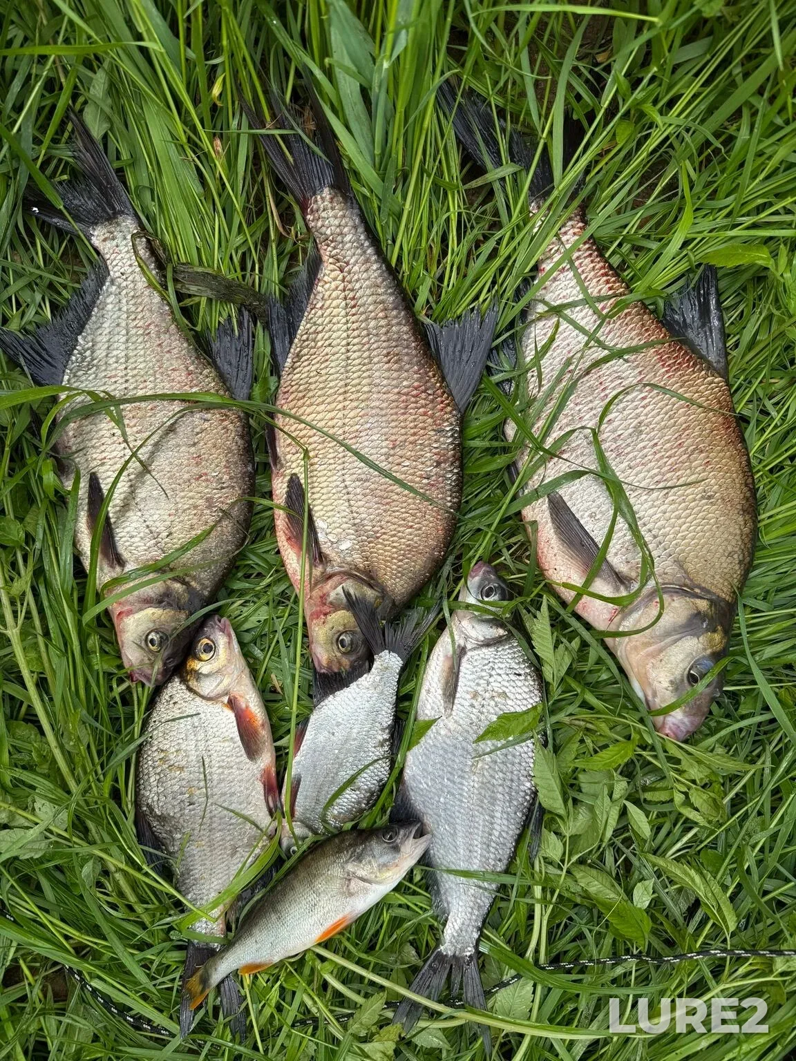 Bream, Crucian carp — Melenskoye, Jun 26, 4:31 AM
