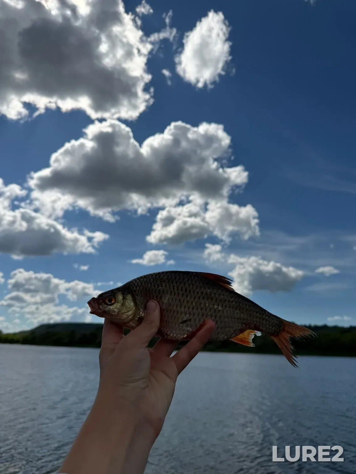 Bleak, Crucian carp — Yuryevskoye, Jun 27, 12:06 PM