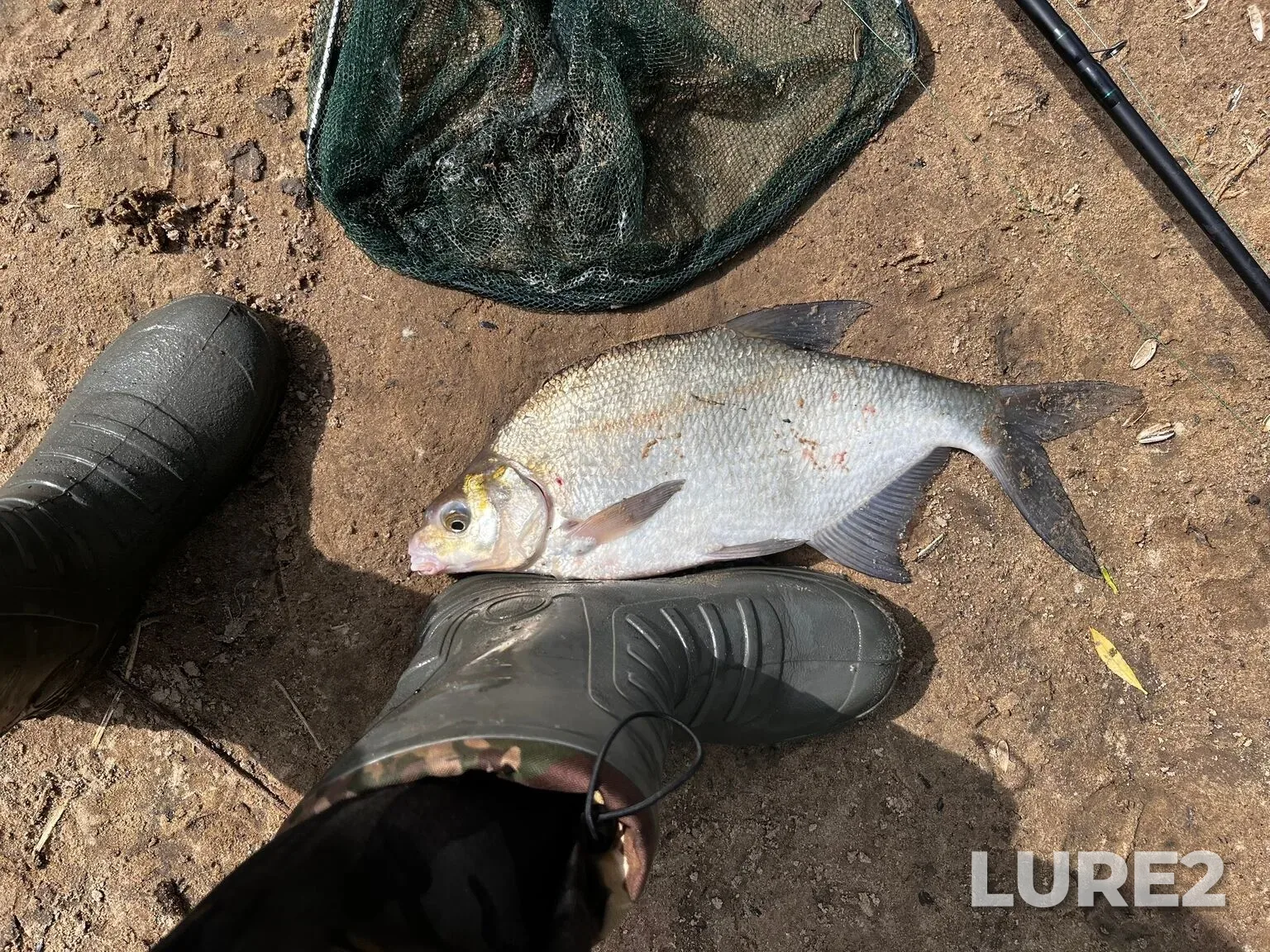 Bream, White bream — Oka, Jul 03, 3:39 AM