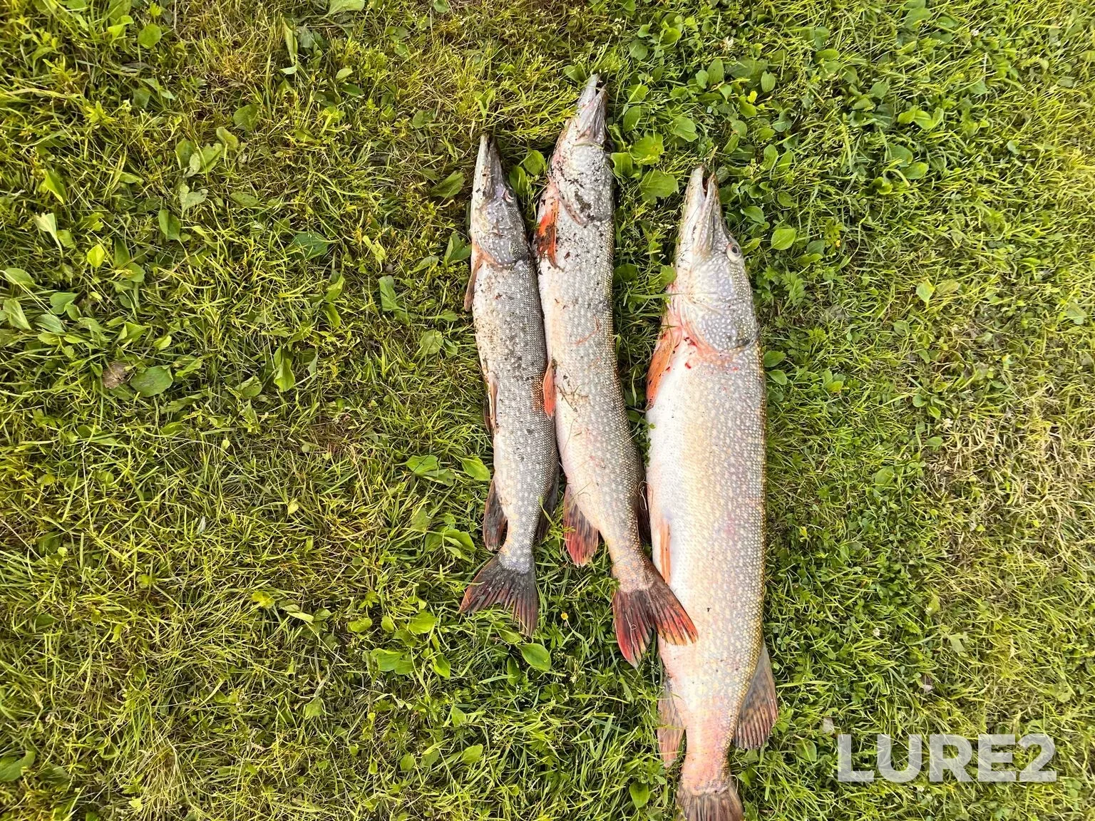 Pike — Irtysh, Jul 13, 5:32 PM