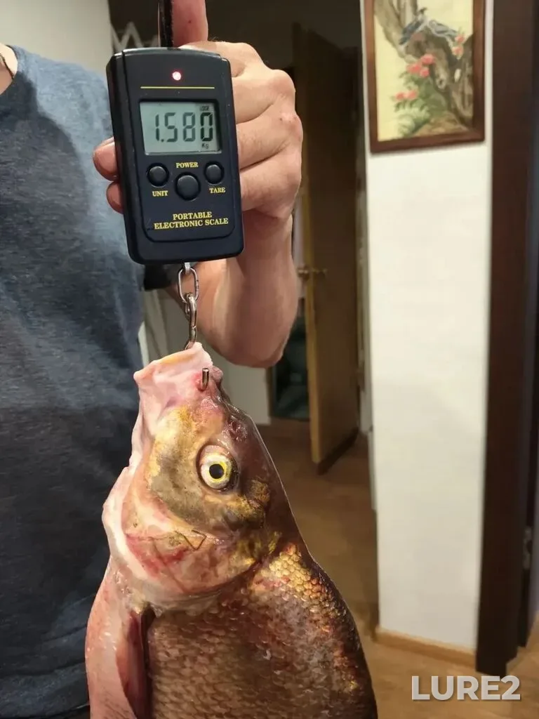 Bream, Zander — Volga, Aug 20, 11:21 AM