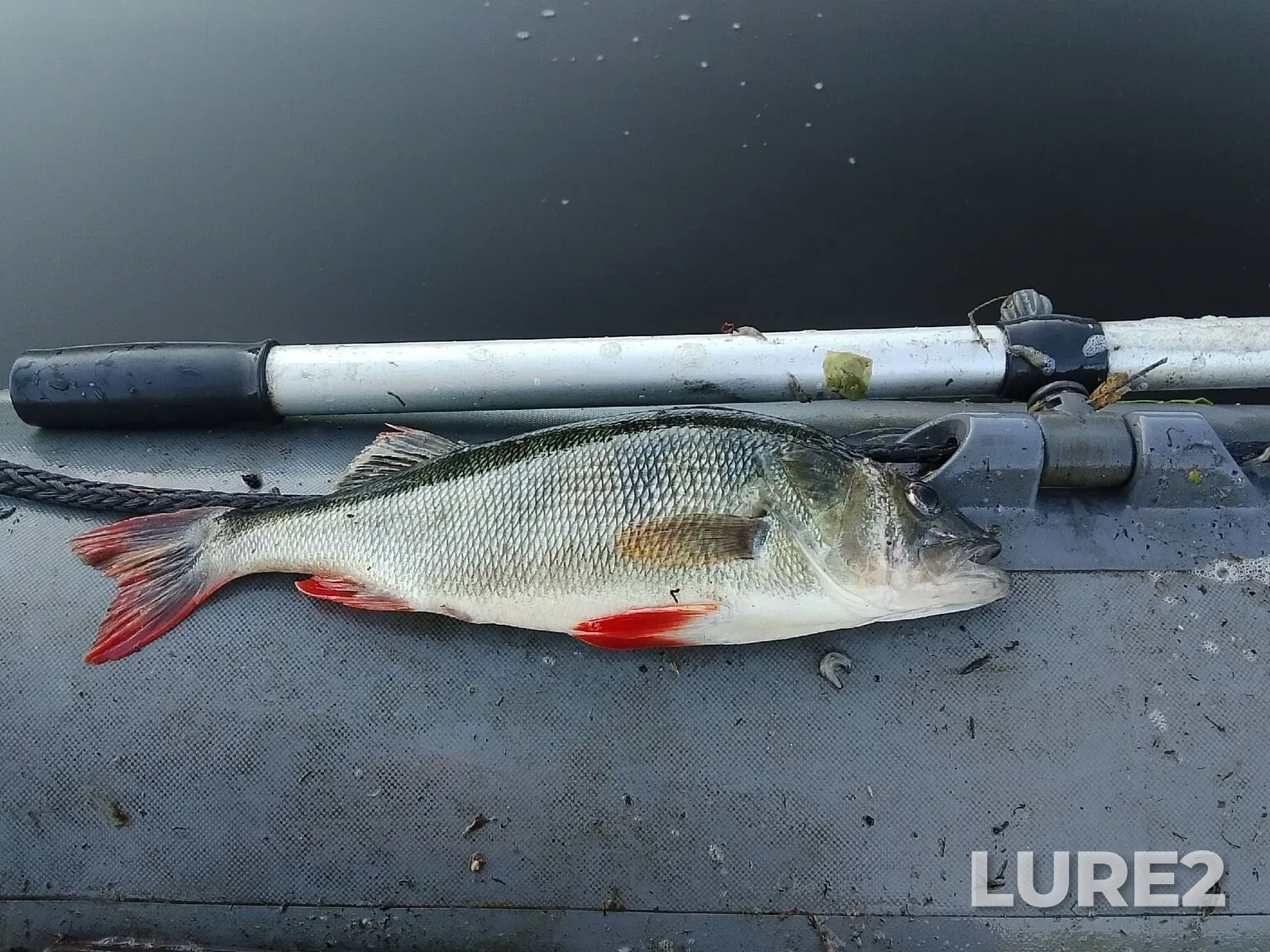 Perch — Ostrovito, Aug 20, 1:26 PM