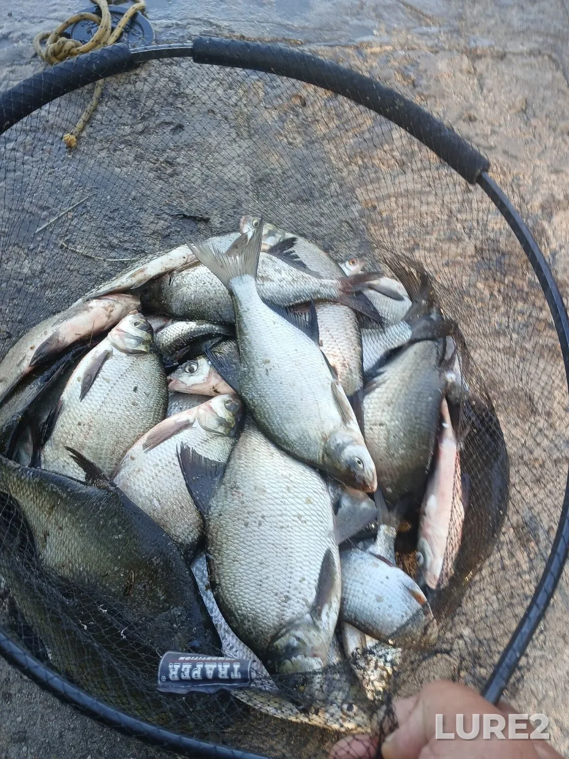 Bream — Voronezhskoye, Aug 20, 2:25 PM