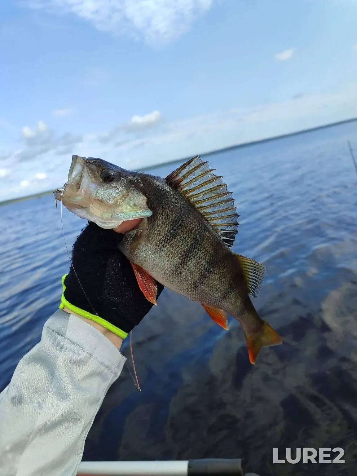 Perch, Zander — Ayatskoye, Aug 20, 5:04 PM