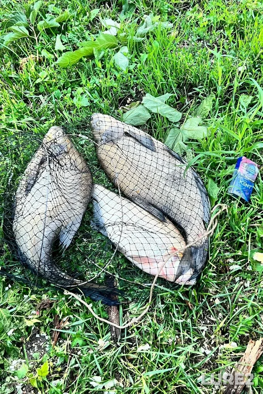 Bream, Crucian carp — Klyazma, Aug 20, 10:51 PM