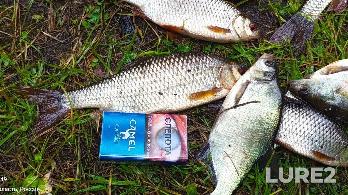 Bream, Carp — Lukovoye, Aug 20, 10:55 PM