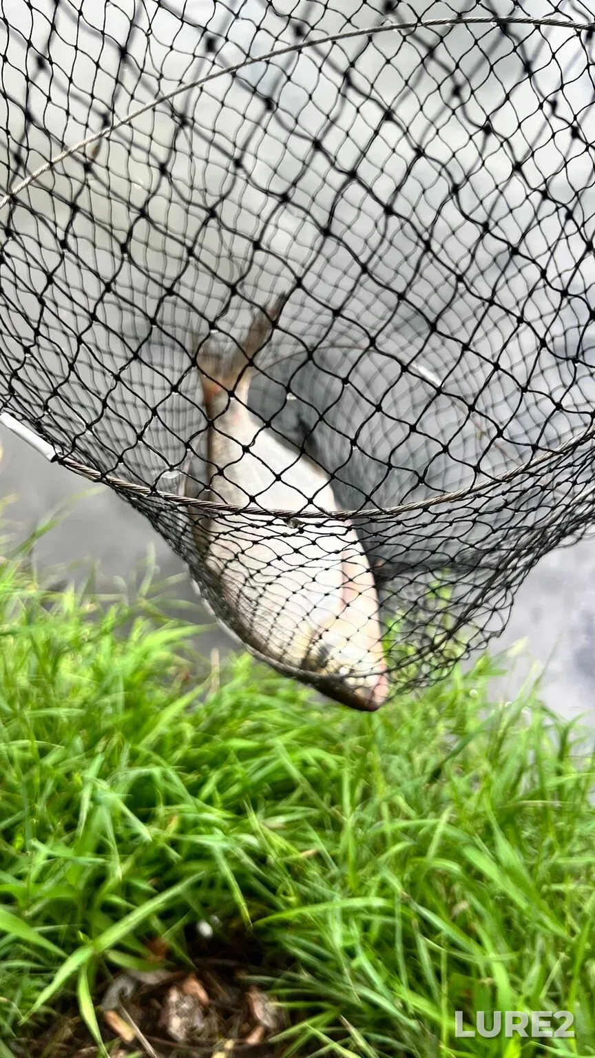 Bream, Crucian carp — Klyazma, Aug 20, 10:57 PM