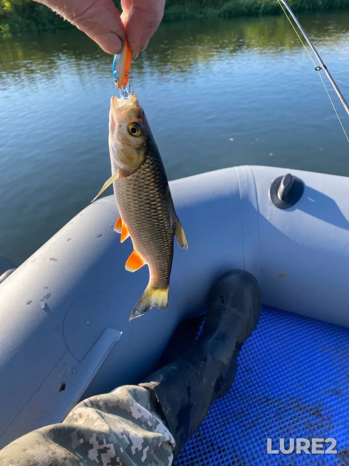 Chub, Ide — Teza, Aug 23, 1:21 PM