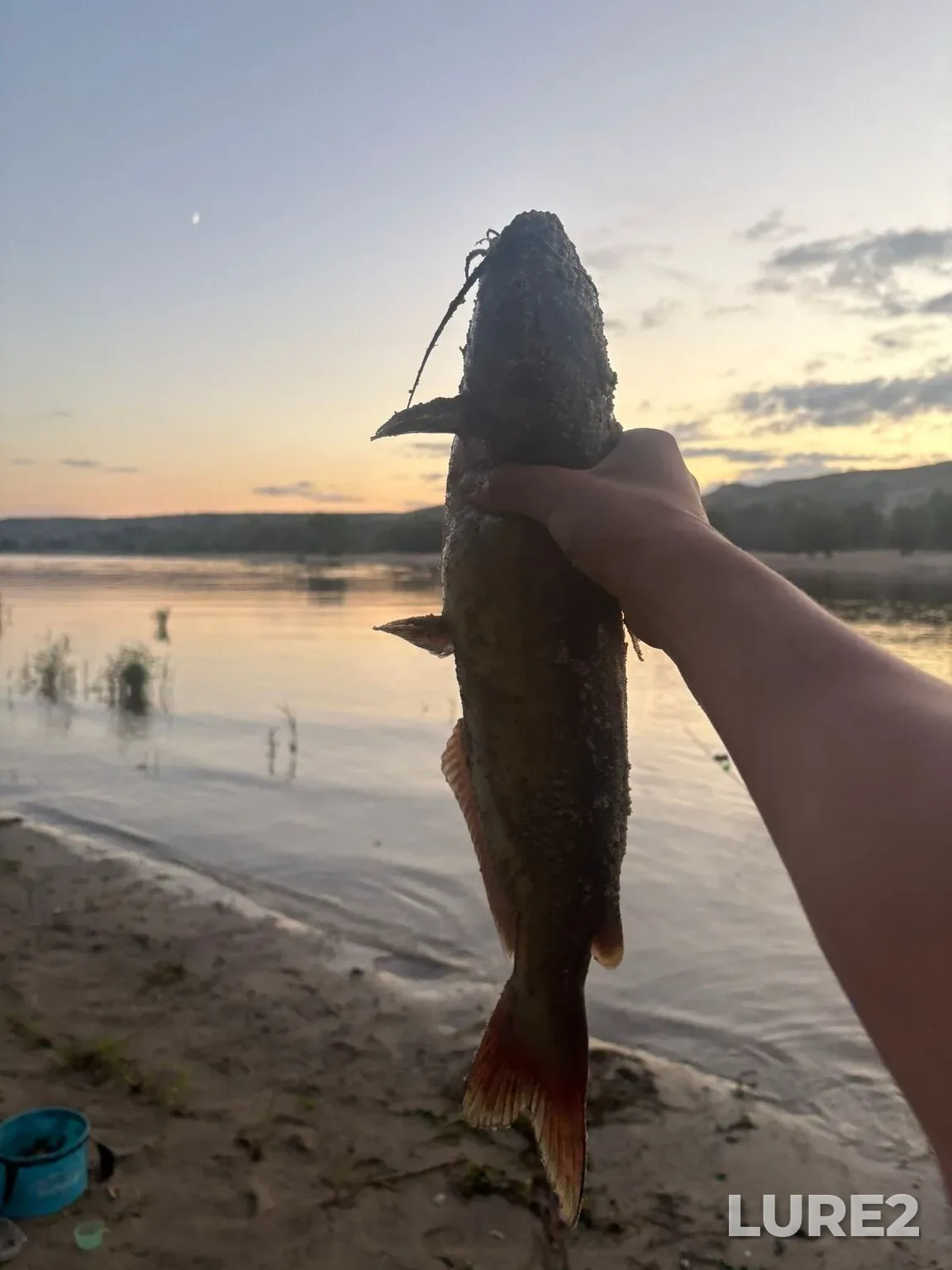 Bream, Wels catfish — Don, Aug 25, 1:44 PM